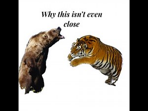 5 important Why a kodiak bear would beat a Siberian tiger in realistic fight