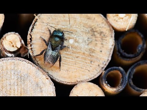 🐝Learn How To Attract Beneficial Native Bees🐝