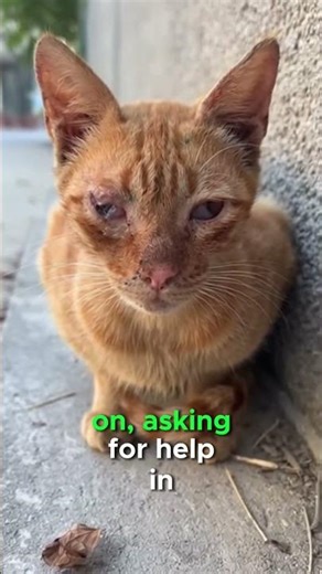 Kitten With a Painful Eye Finally Rescued 😿❤️ | Rescue Cat”