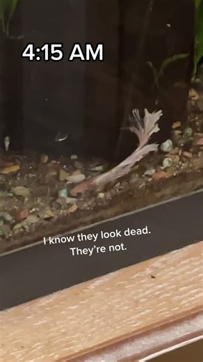 Observing Betta Fish Sleep Patterns - Fascinating Behavior