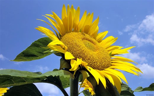 proe5.0基础入门教程视频-实例解析