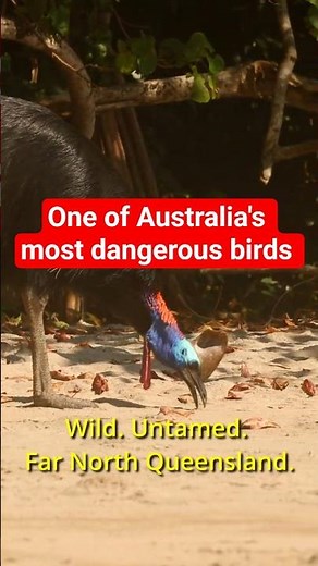 Capturing a Cassowary | Wildlife Photography in FNQ #cassowary #farnorthqueensland #photography