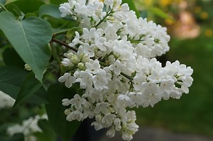 White Lilacs and Winter Poems