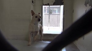 3.9K views · 394 reactions | ADOPTED - moved to SAFE Album 05/23 He...