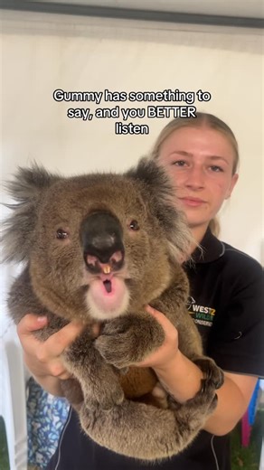 West Oz Wildlife 🐨 on Instagram: "Do you know what sound a koala makes? It’s called a bellow!"