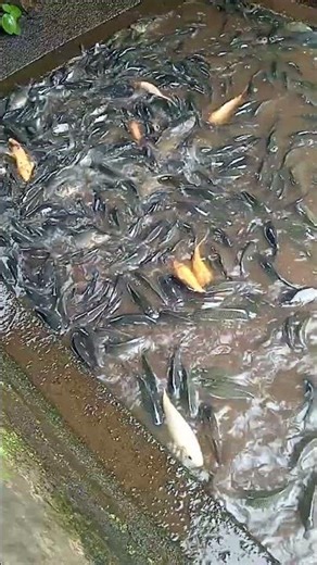 freshwater tilapia cultivation