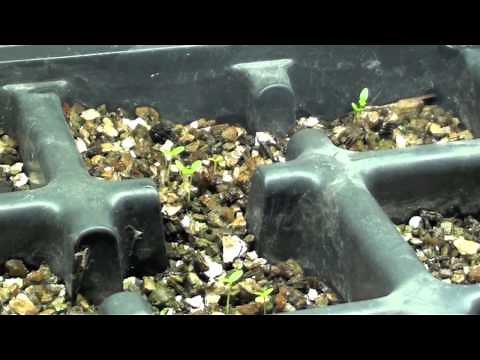 Planting Seeds Indoors in Vermiculite.mov