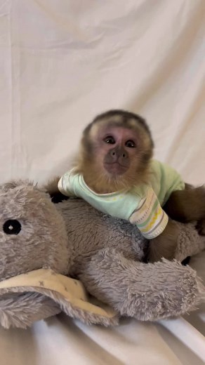 2-Month-Old Baby Capuchin Monkey's Adorable Moments