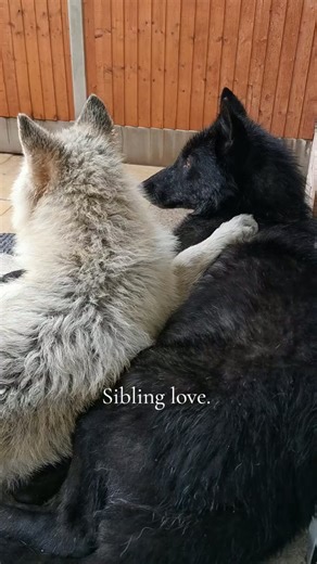 Cuddling wolf siblings show pure affection