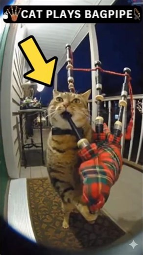 Let this kitty play bagpipe !!!