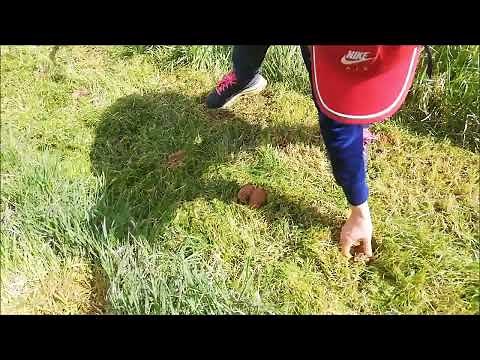 Krumpli termesztése Krumpli ültetése fűbe fűmulcs takarás