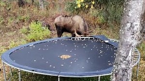 Kids watch as a moose savagely destroys their trampoline