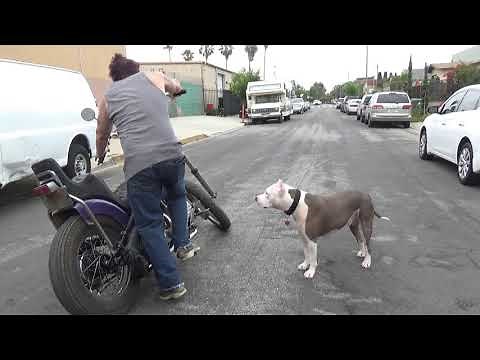 Hunting Harleys 1963 Panhead chop start and ride