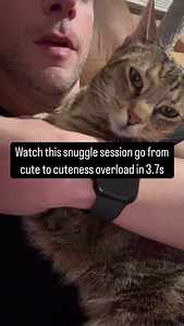nuthin to see here folks …Just a cat dad and his furry baby cat 😻 🫶🏻 #Cat #CatDad #Cute Love | TheCatChaddy