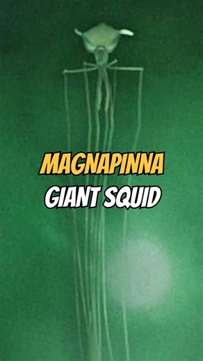This squid is real and has been recorded in the deep ocean! 💦 The Magnapinna, also known as the long-arm squid, lives in abyssal depths and can reach several meters in length, with arms and tentacles bent at right angles. It is one of the rarest encounters in marine biology. 🦑 It is not a traditional giant squid (Architeuthis), but belongs to a different, even more mysterious family. #rov #diving #giantsquid #magnapinna #marinelife #abyssalcreatures #diver #marineexploration #deepsea | Fins & 