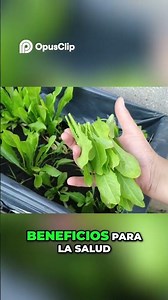 Why Is Everyone Ignoring This Superfood? Chicory Has Incredible Benefits 🌱😱