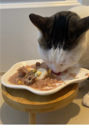 Delicious Chicken and Egg Dinner Ideas for Cats