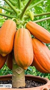 4K views · 114 reactions | Did you know taking these fruits can improve your health?  #agriculture #fruits #health | Rifi Farms | Facebook