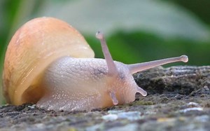 Crean adhesivo para heridas a partir de moco de caracol
