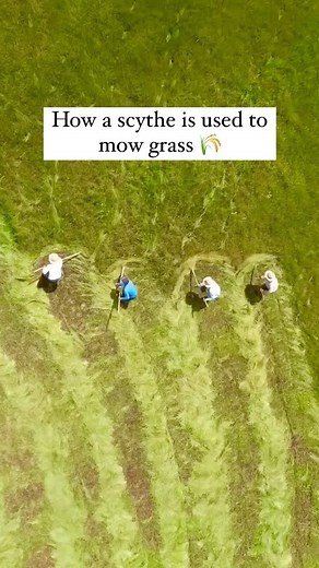 Inside History | A scythe is a farming tool with a long, slightly curved blade that’s mounted on a long pole (called a snath) and is used to cut grasses and... | Instagram