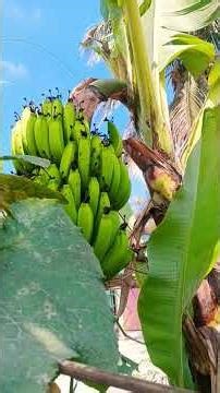 Assamis gerrn vajitabals ❤️❤️❤️