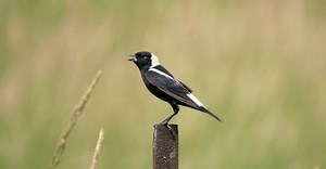 Bobolink