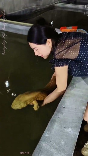 양식 와어(도롱뇽) 대형 성어 실제 영상
