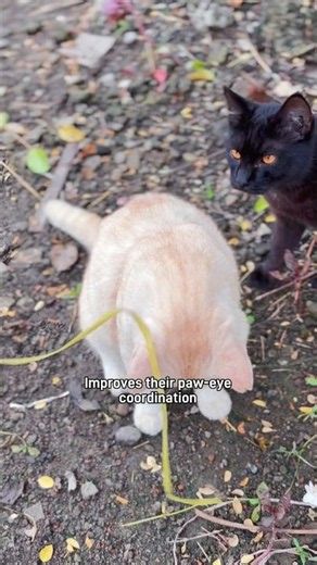 Why are cats obsessed with string? #elmocat #cat #cats #funny