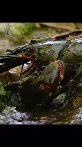 Spiny Crayfish finally found Cold water after a long march #wildlife #jungle #interestingfacts #animals #naturelovers #reels #nature #hunting #crayfish | Wondersofjungle