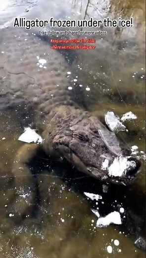 Alligator 🐊 FROZEN🥶 under the ICE 🧊