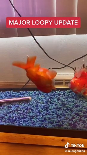 Loopy the Goldfish: Swimming Upside Down Transformation