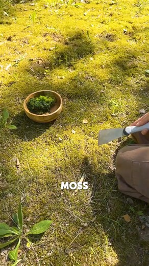 14K views · 92 reactions | Tiny indoor greenhouse project: Add real moss for a natural look | 5-Minute Crafts Green | Facebook