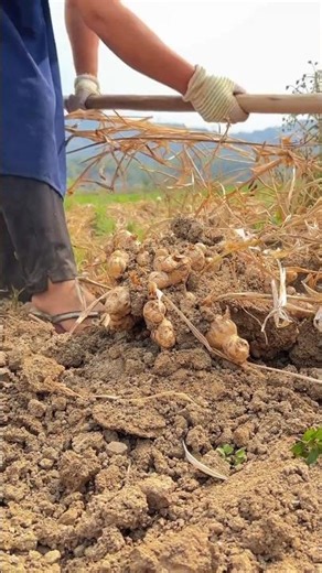 Planting Ginger plants Tutorial #agriculture #farming #shorts