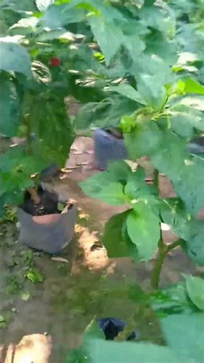 mage homiris wagawa...🥰🥰#homiris#butterfly