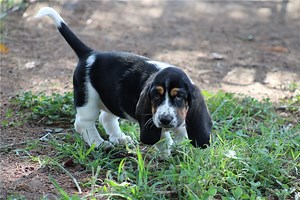 Mariella - Basset Hound Puppy EC25A4