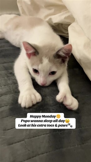 🐱Just found this kitten in my backyard. His name is Popo because he is a polydactyl lucky cat❤️ Please follow me because we're trying to reach 5,000 followers❣️ This account was started on 11/9/2025. #polydactylcat #kitten #popo #hisnameispopo #luckycat