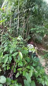 81K views · 1.5K reactions | Maghahanap kami ng LIBGOS or MUSHROOM sa Bukid | KUYA AGOS | Facebook