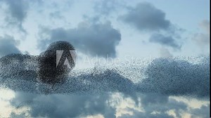 Impressive migratory Birds flock formation flying for seasonal migration or incoming storm, environment wildlife nature