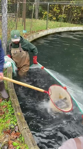 Trout Stocking update 2/28: As a reminder you can stay up to date with our trout stocking via our interactive map or our published report (links at end of the post). Trout Fishing is Catch and Release March 1 until 6:00 am on April 13, 2024 in all waters except for the designated Trout Management Lakes (see post earlier today for more info). So far, the following have been stocked this week: Amos Lake, Preston Beach Pond, Voluntown Billings Lake, North Stonington Broad Brook Millpond, East Winds