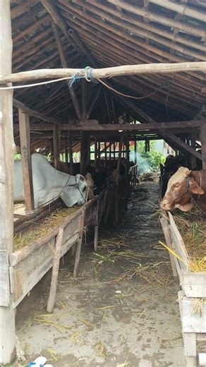 Easy and Effective Cattle Breeding Techniques in the Village #viral #farming #shortvideo #farm #fyp