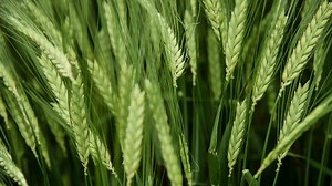 With new barley variety, Cornell leads way for brewers | Cornell Chronicle