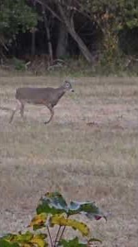 Crossbow hunting, food costs too much so a hunting I will go.