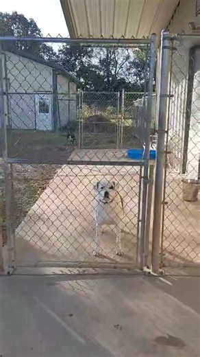 ❤️🐾‼️❤️🐾‼️❤️🐾‼️❤️🐾‼️❤️🐾‼️❤️🐾‼️❤️🐾‼️ WE ARE OFFERING YOU THE OPPORTUNITY OF A LIFETIME!! (But you need to hurry, because we can only make this offer to a few!) Please watch this video. It was taken just this morning and shows the absolute definition of UNCONDITIONAL LOVE! As most of you already know, you will never find another living soul that will love and appreciate you more than a rescue animal! If YOU want to enrich your life and experience this overabundance of unconditional love and