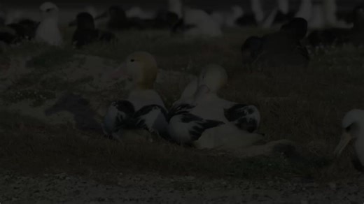 #animals #animalsdiscovery