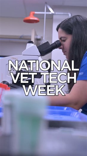 It’s Vet Tech Appreciation Week! 🎉 From assisting with surgeries and exams to caring for animals big and small, our amazing veterinary technicians make sure every creature at Zoo Miami receives top-notch care. 🦩🐍 Join us in giving them a huge round of applause for their incredible work! 👏 | Zoo Miami