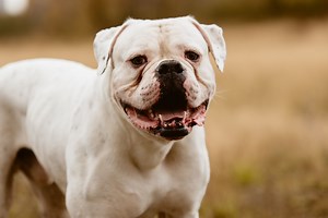 Get to Know the Happy and Affectionate American Bulldog