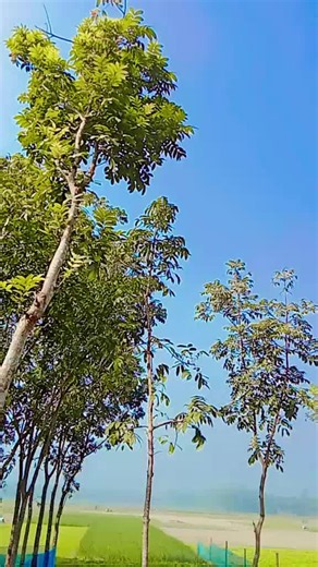 Pinki sultana (@arfa.moni96)’s videos with original sound - Tisha Anjum