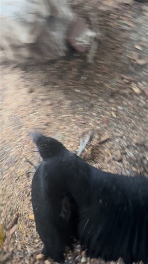 Our newest vulture patient came to us broken and frightened, barely able to move his legs after what we believe was a collision with a car. He was found lying helpless on the road but his story didn’t end there. After a vet visit, careful force feedings, and daily doses of medication, something truly incredible happened. Today, during one of his hand-feedings, he suddenly lifted himself up and took a few shaky, determined steps all on his own. They weren’t perfect, but they were powerful. They w