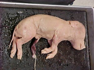 Fetal pig - Alchetron, The Free Social Encyclopedia
