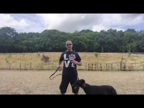 Quick tips on teaching your dog loose lead walking